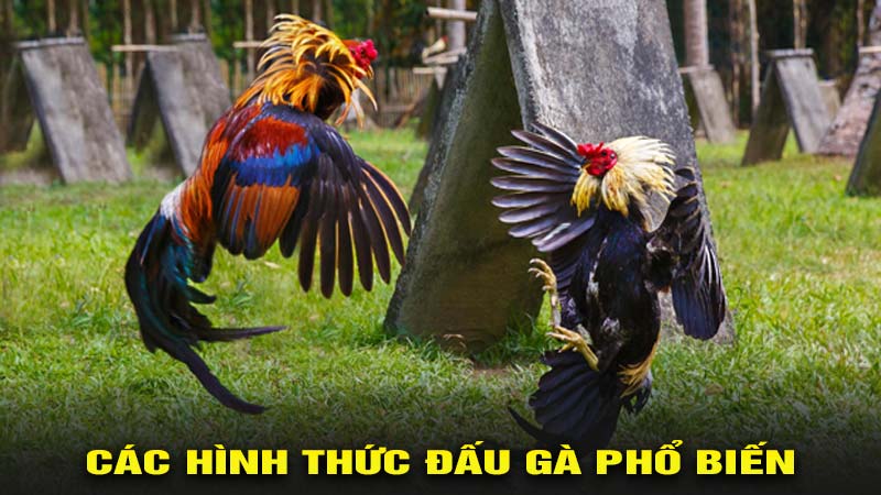 Các hình thức đấu gà phổ biến