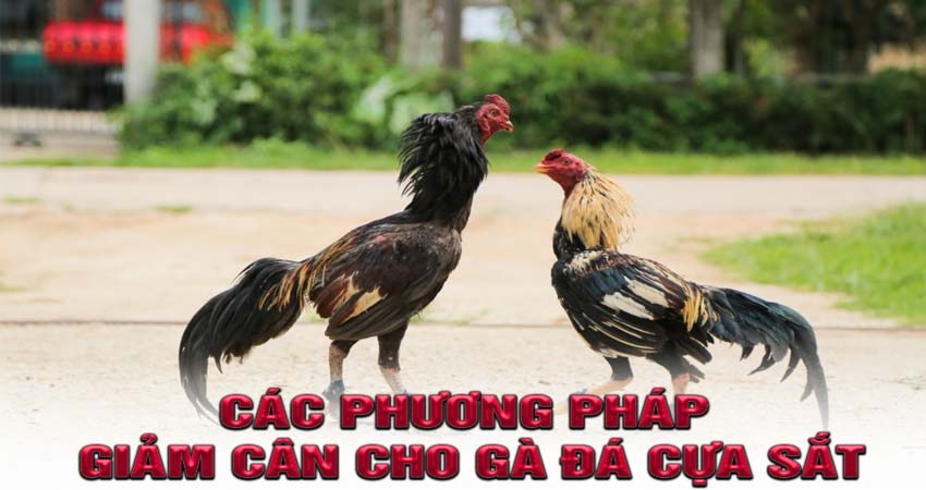 Các phương pháp giảm cân cho gà đá cựa sắt