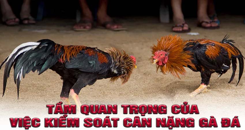 Tầm quan trọng của việc kiểm soát cân nặng gà đá