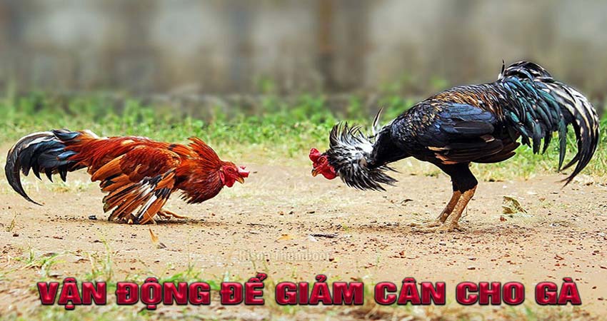 Vận động để giảm cân cho gà